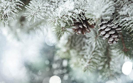 Winter Woods